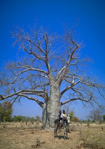 Baobab
